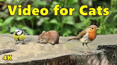 cat videos birds mice|mice birds videos for cats.